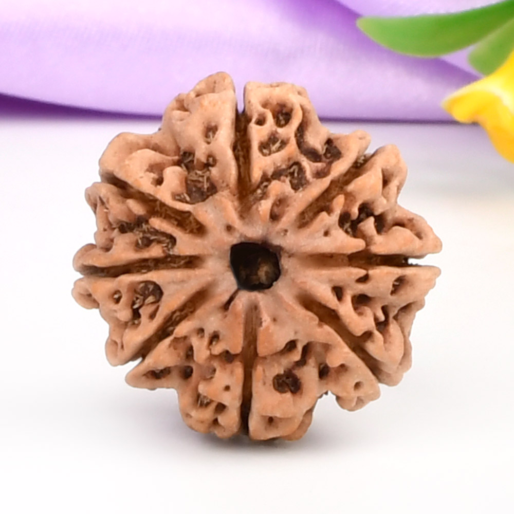 8 Mukhi from Nepal - CCCXCII