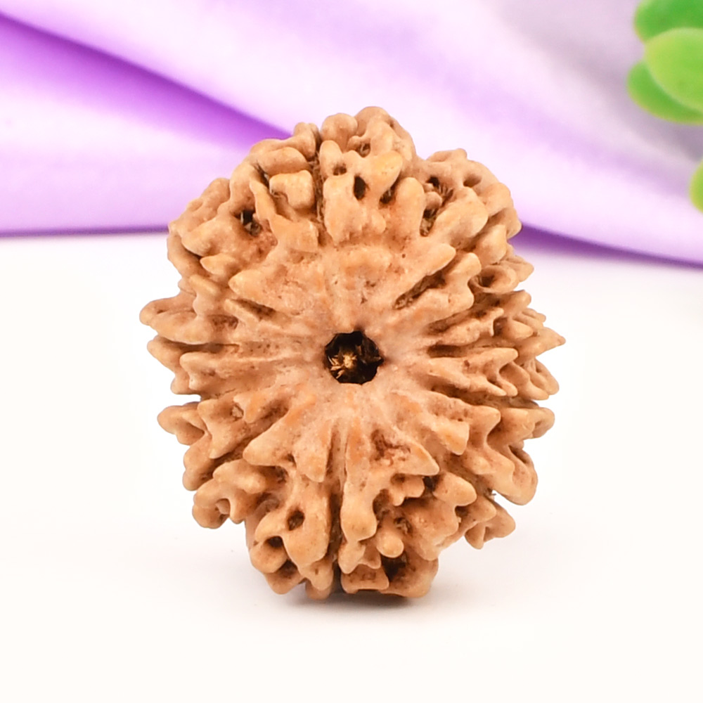 11 Mukhi from Nepal - CCCLXI