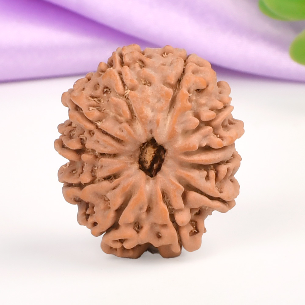 11 Mukhi from Nepal - CCCLXXIII