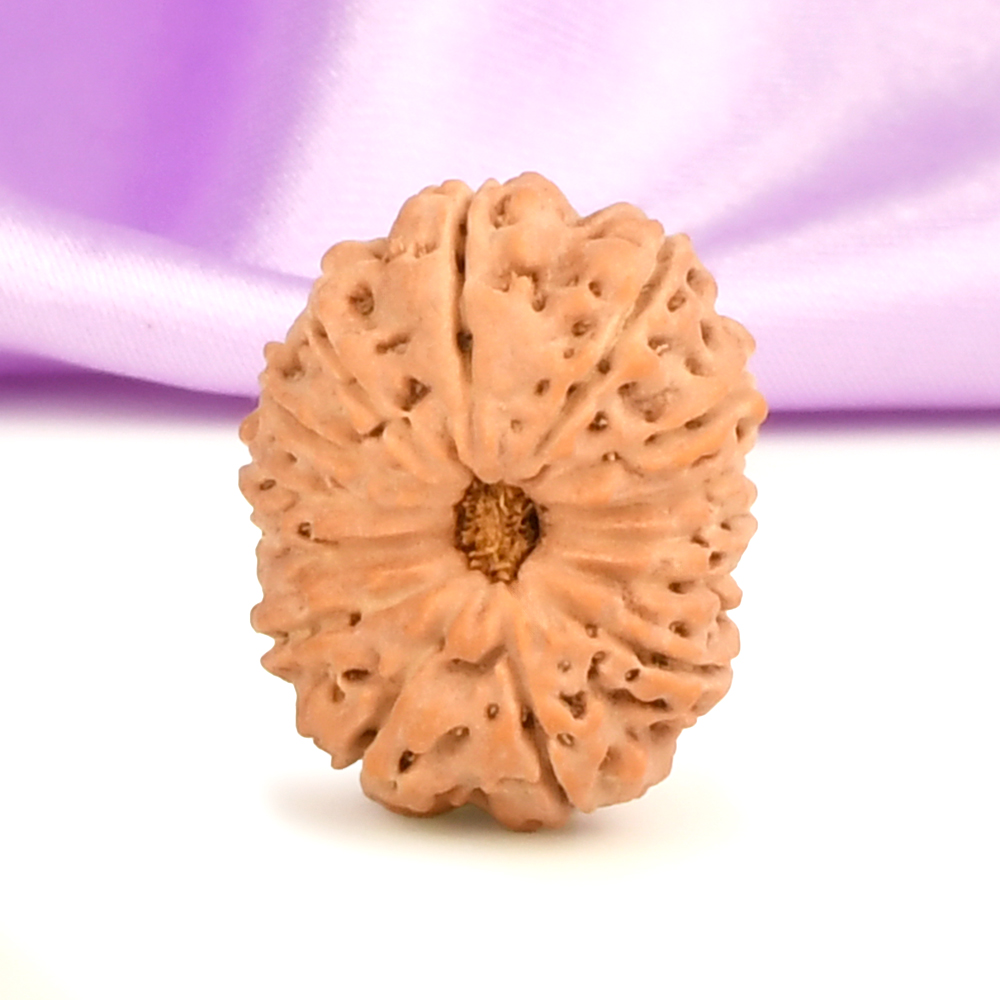 Collector 14 Mukhi from Java Indonesia - CXIV