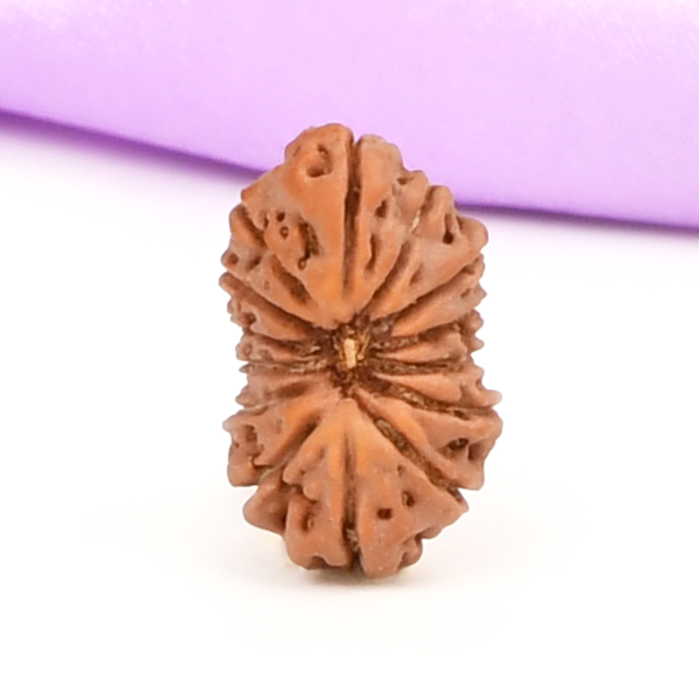 14 Mukhi from Java Indonesia Small - CCCLXXXVI