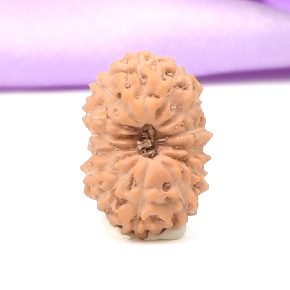 14 Mukhi from Java Indonesia Small - CCCLXXXVII