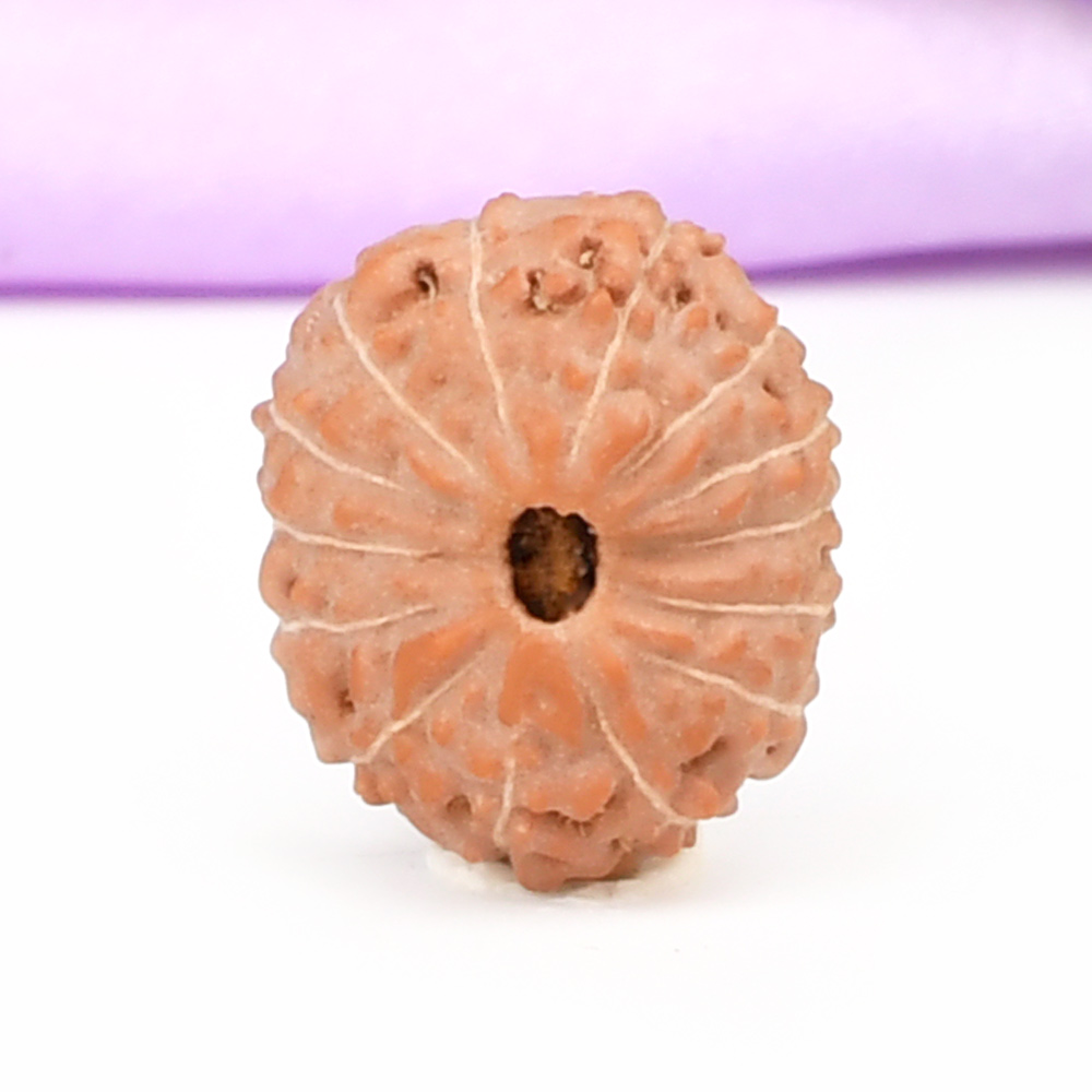 14 Mukhi from Java Indonesia Small - CCCLXXXVIII