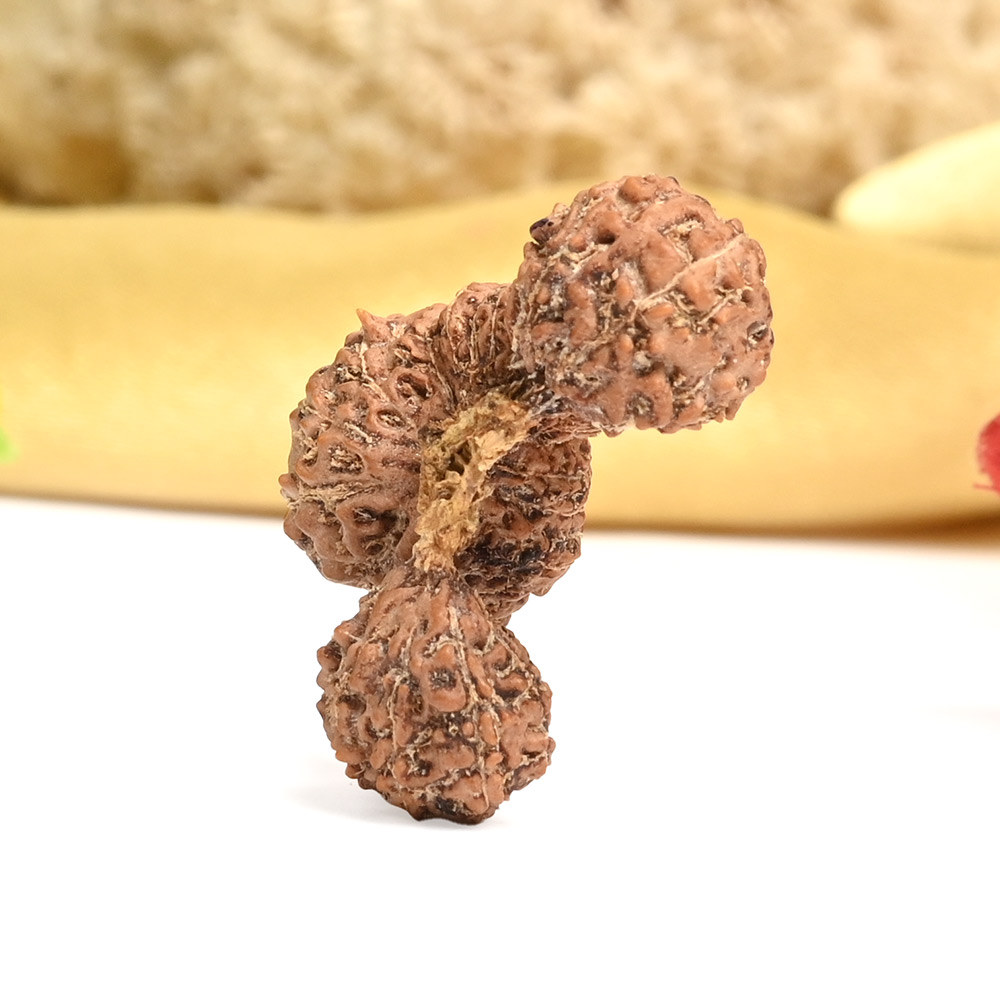 Collector Javanese Trijuti - XX