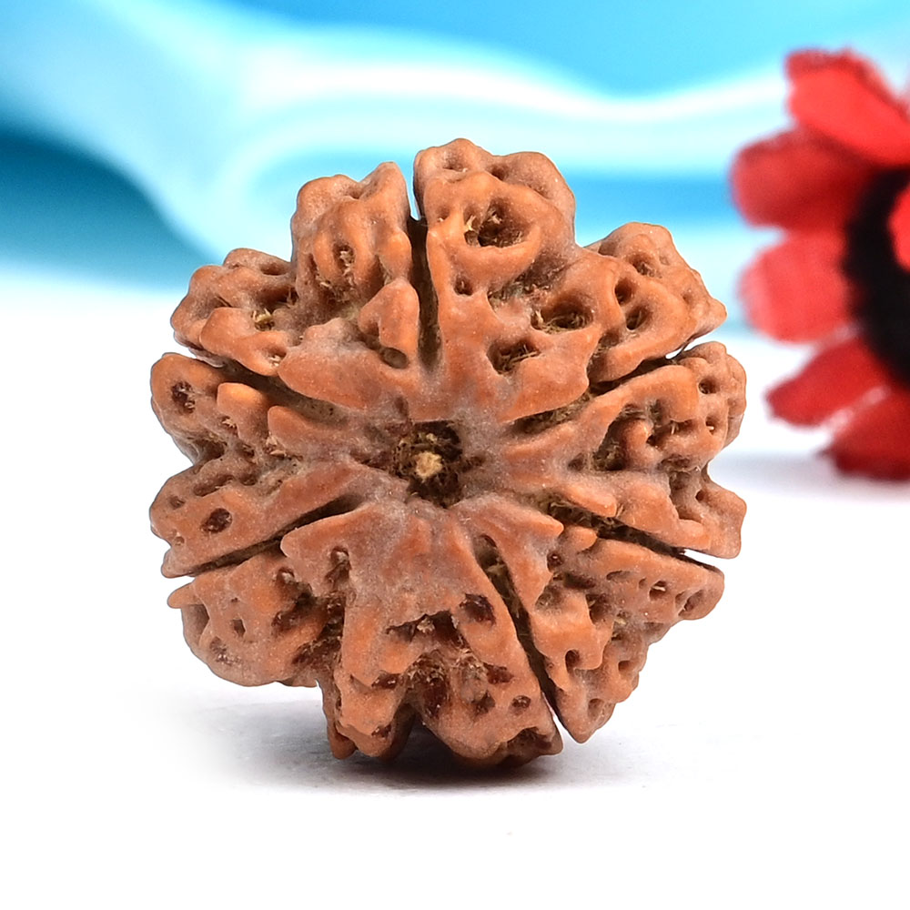 Ganesh Rudraksha 6 Mukhi from Nepal