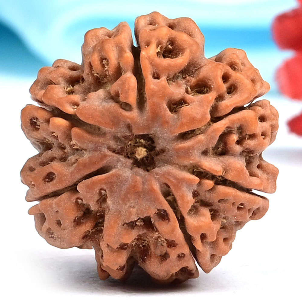Ganesh Rudraksha 6 Mukhi from Nepal