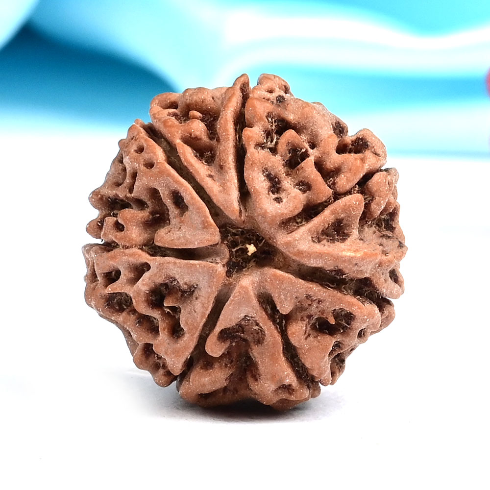 Collector 7 Mukhi from Nepal - DLXIV