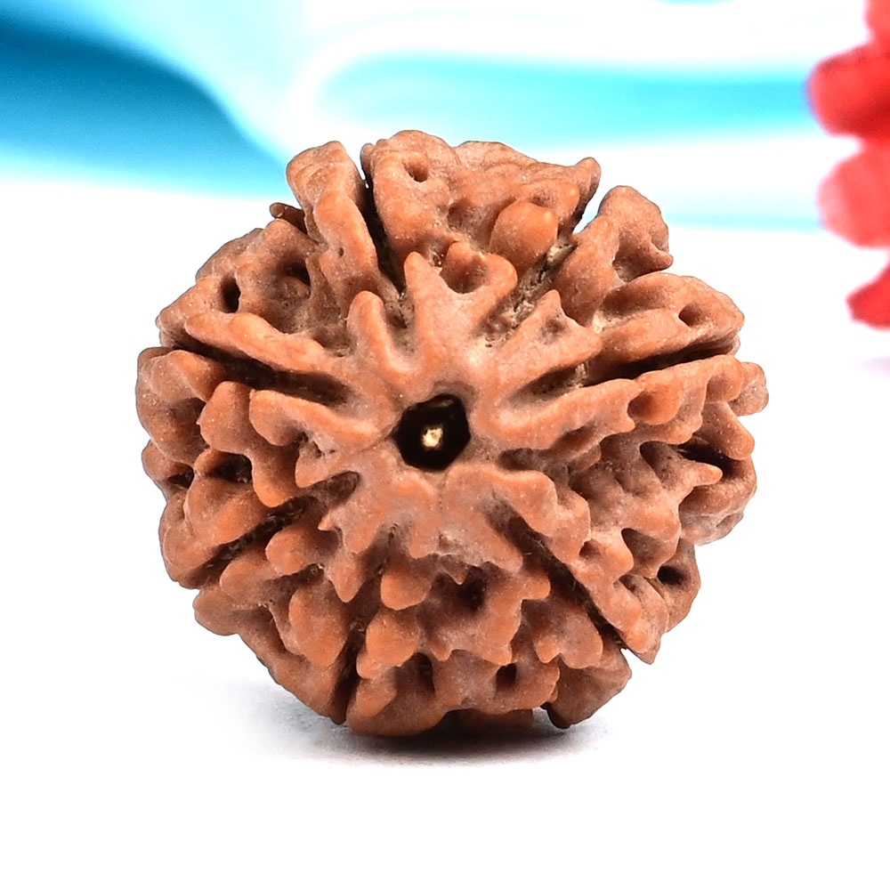 Collector 7 Mukhi from Nepal - DLXV