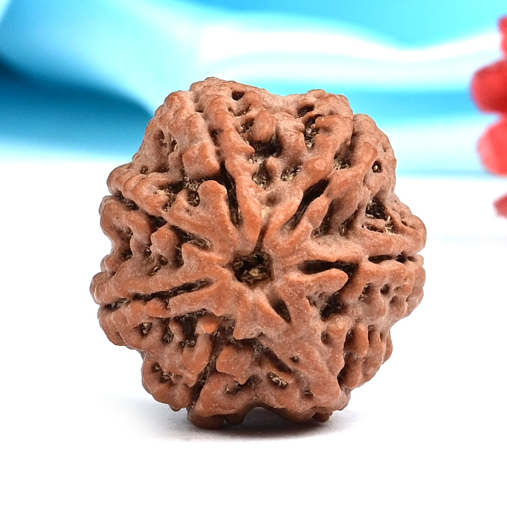 Collector 7 Mukhi from Nepal - DLXVI