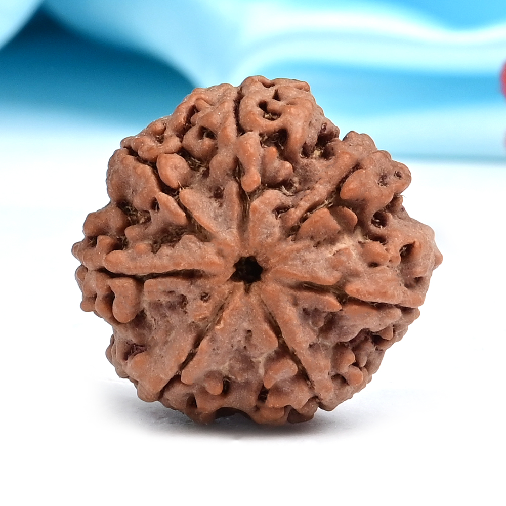 Collector 7 Mukhi from Nepal - DLXVII