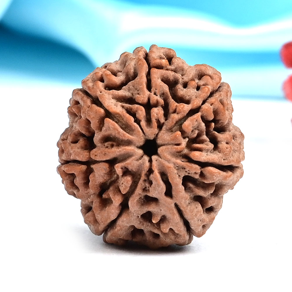 Collector 7 Mukhi from Nepal - DLXVIII