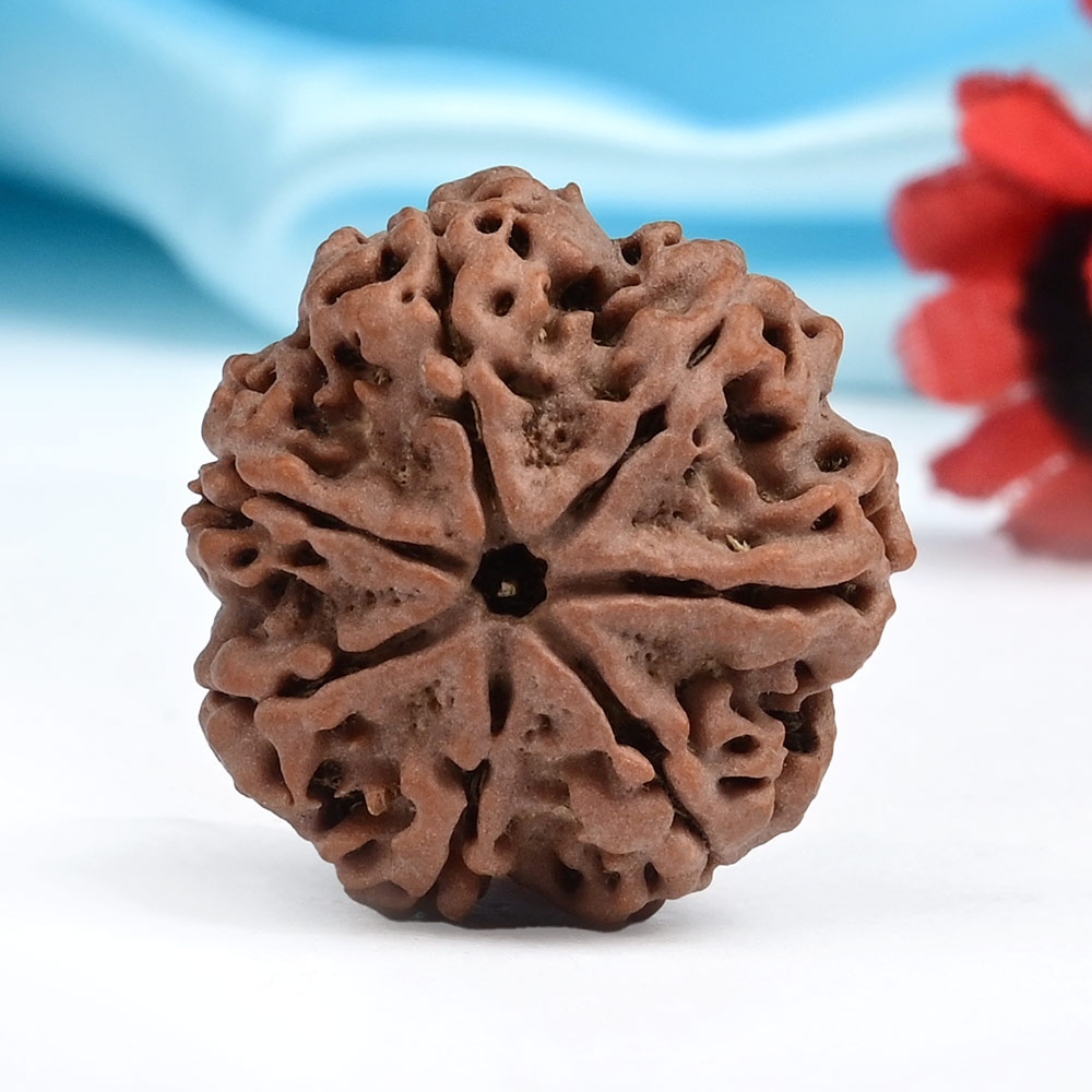 Collector 7 Mukhi from Nepal - DLXX