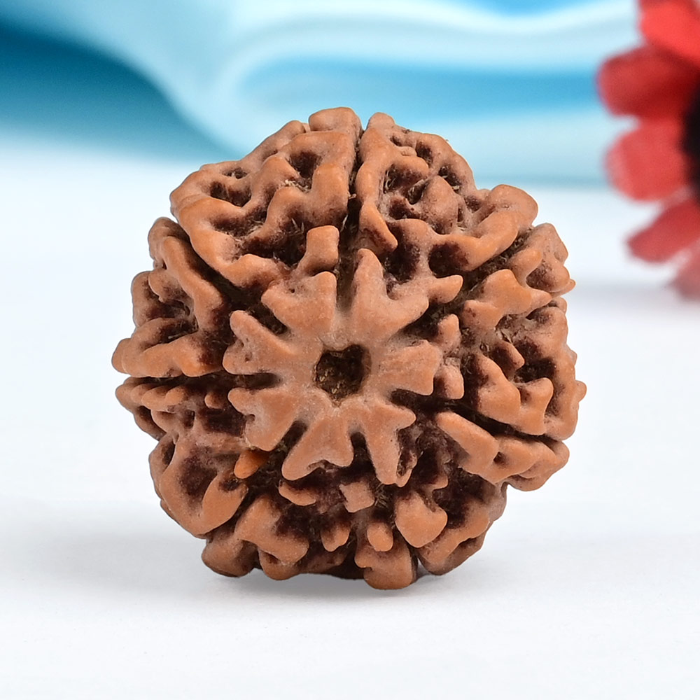 Collector 7 Mukhi from Nepal - DLXXI