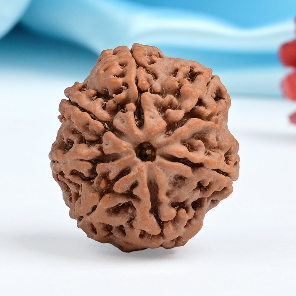 Collector 7 Mukhi from Nepal - DLXXII