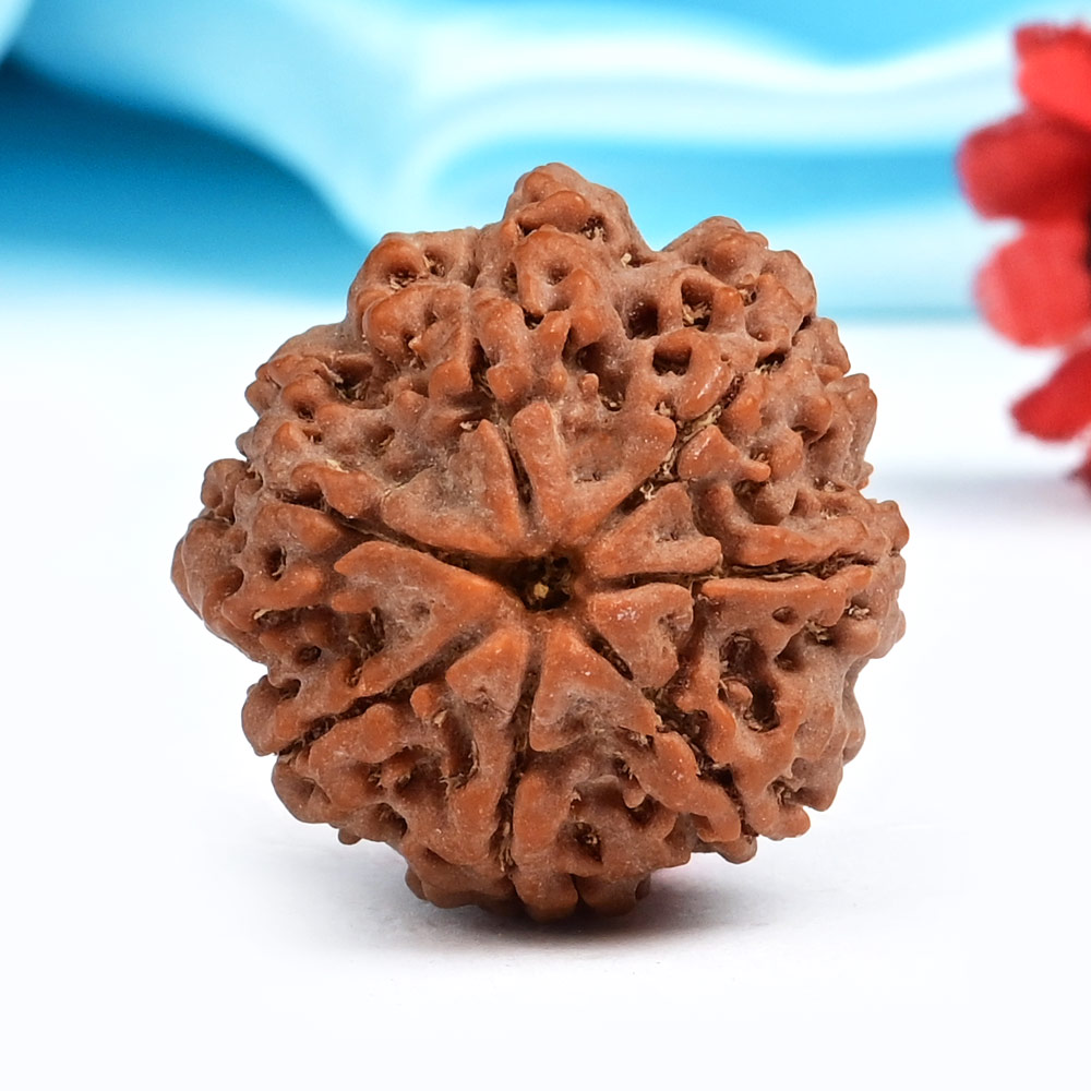 Super Collector 7 Mukhi from Nepal - CDXCIII