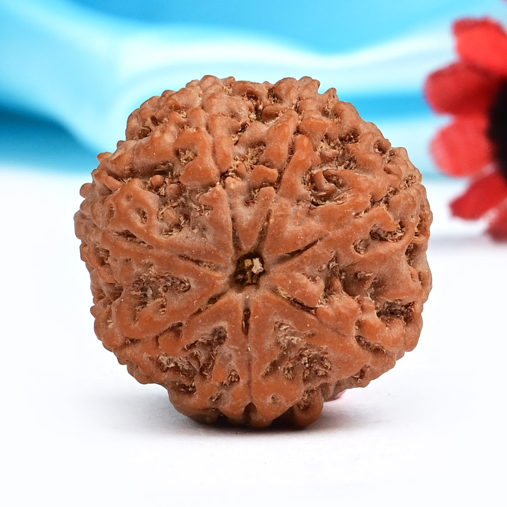 Super Collector 7 Mukhi from Nepal - CDXCIV