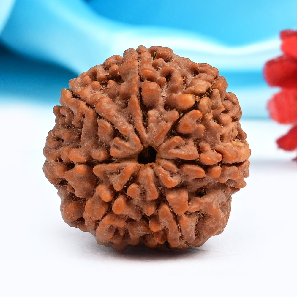 Super Collector 7 Mukhi from Nepal - CDXCV