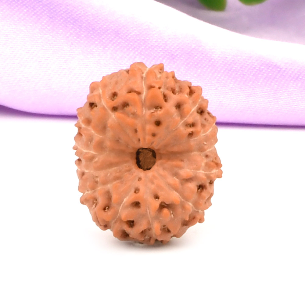 13 Mukhi from Java Indonesia Large - CLXI