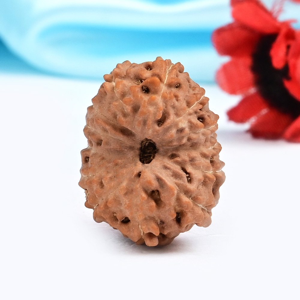 Collector 13 Mukhi from Java Indonesia - CLXVI