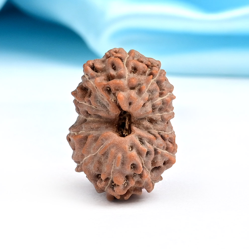 Collector 13 Mukhi from Java Indonesia - CLXXII