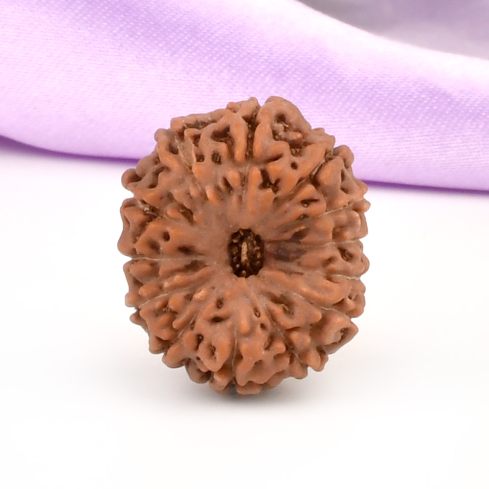 Collector 13 Mukhi from Java Indonesia - CLXXVI