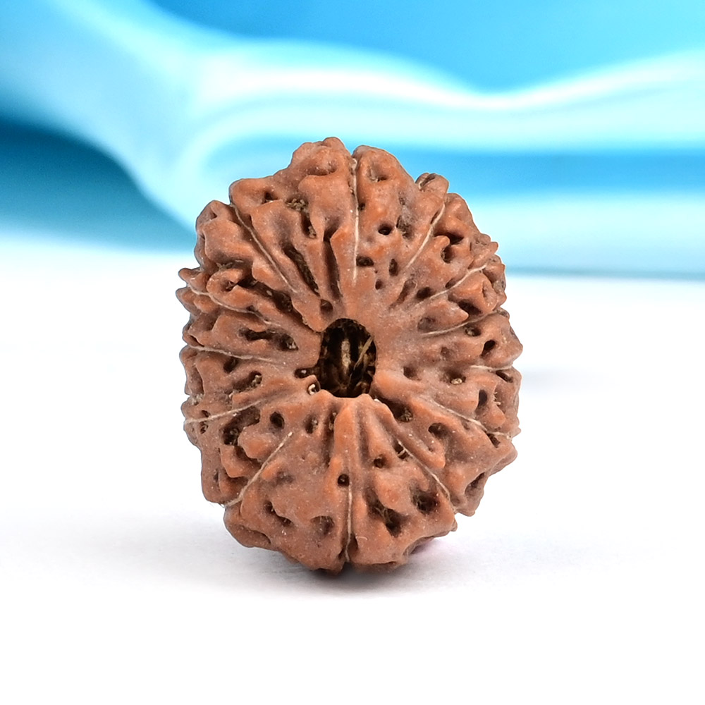 Collector 13 Mukhi from Java Indonesia - CLXXVII