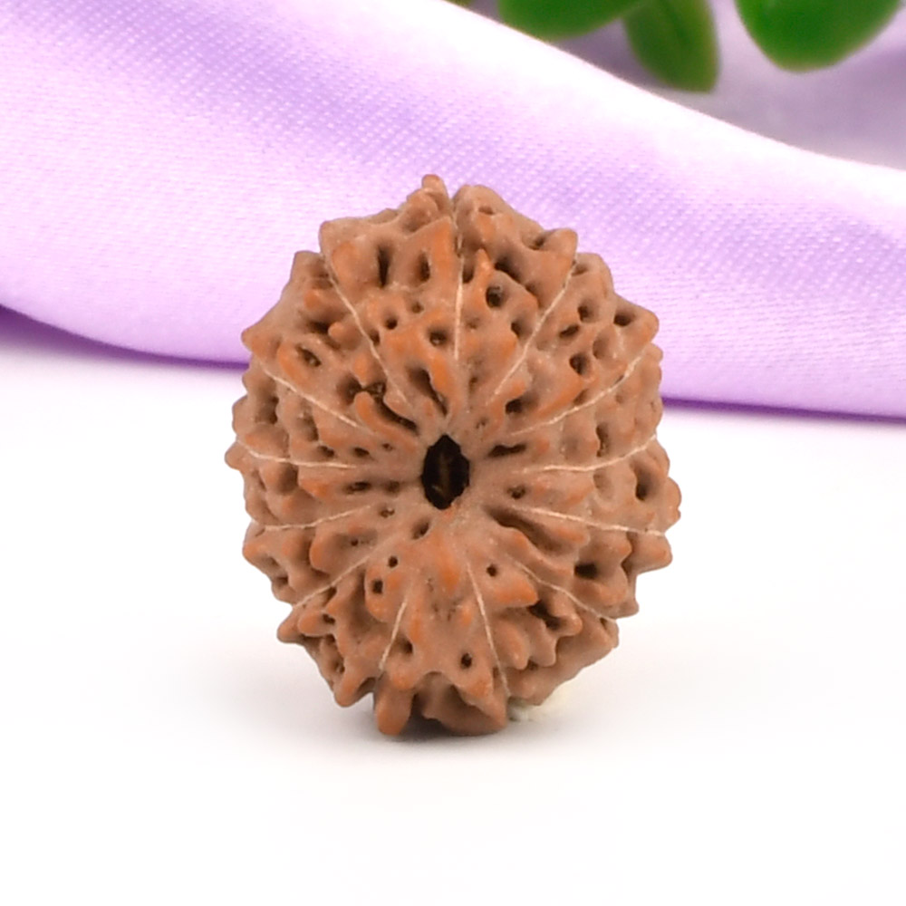 Collector 13 Mukhi from Java Indonesia - CLXXVIII