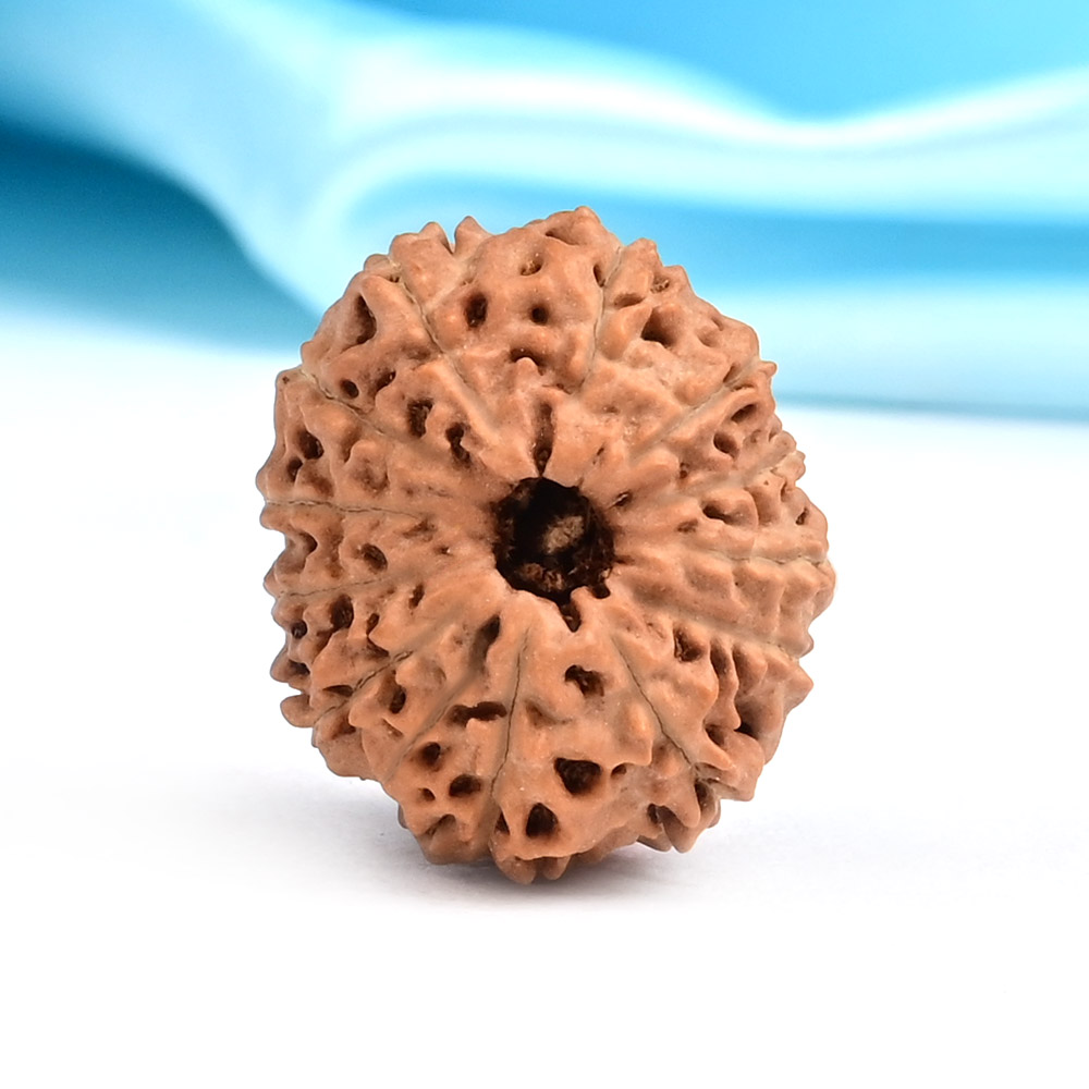 Collector 13 Mukhi from Java Indonesia - CLXXXI