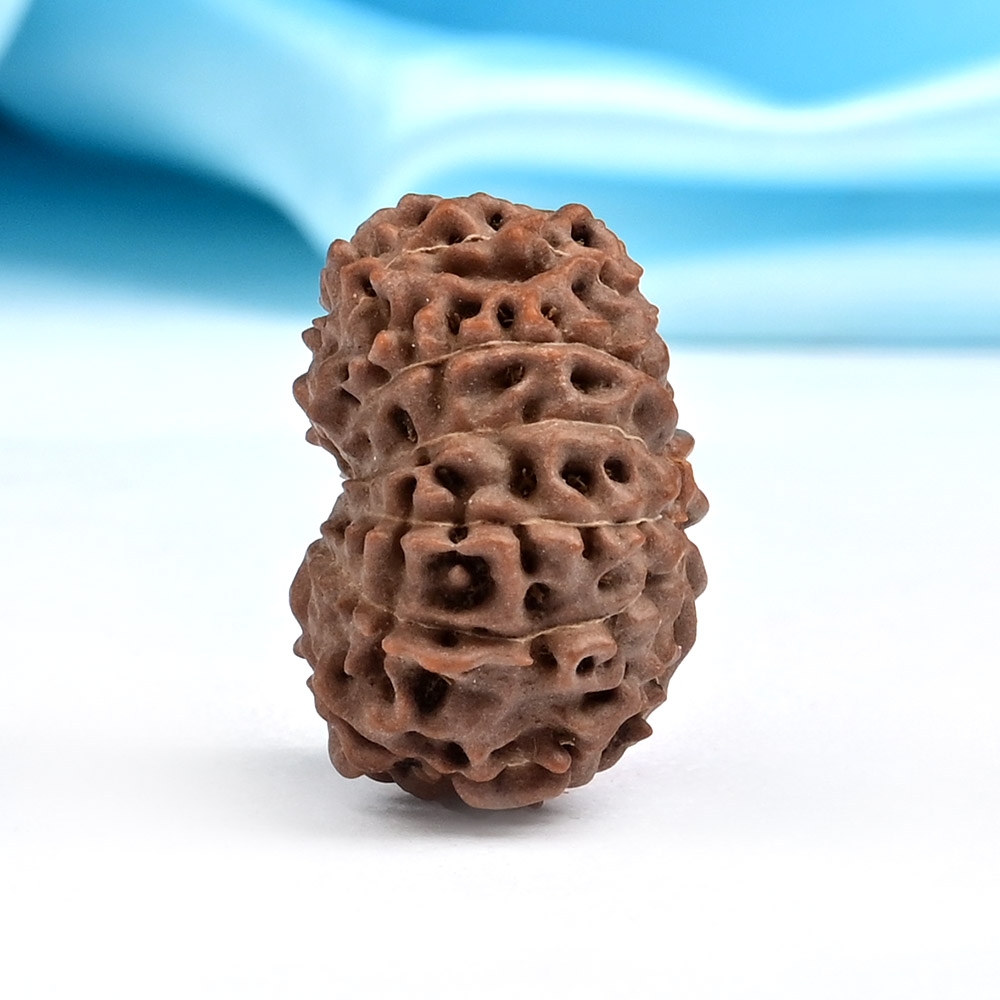 Collector 13 Mukhi from Java Indonesia - CLXXXII