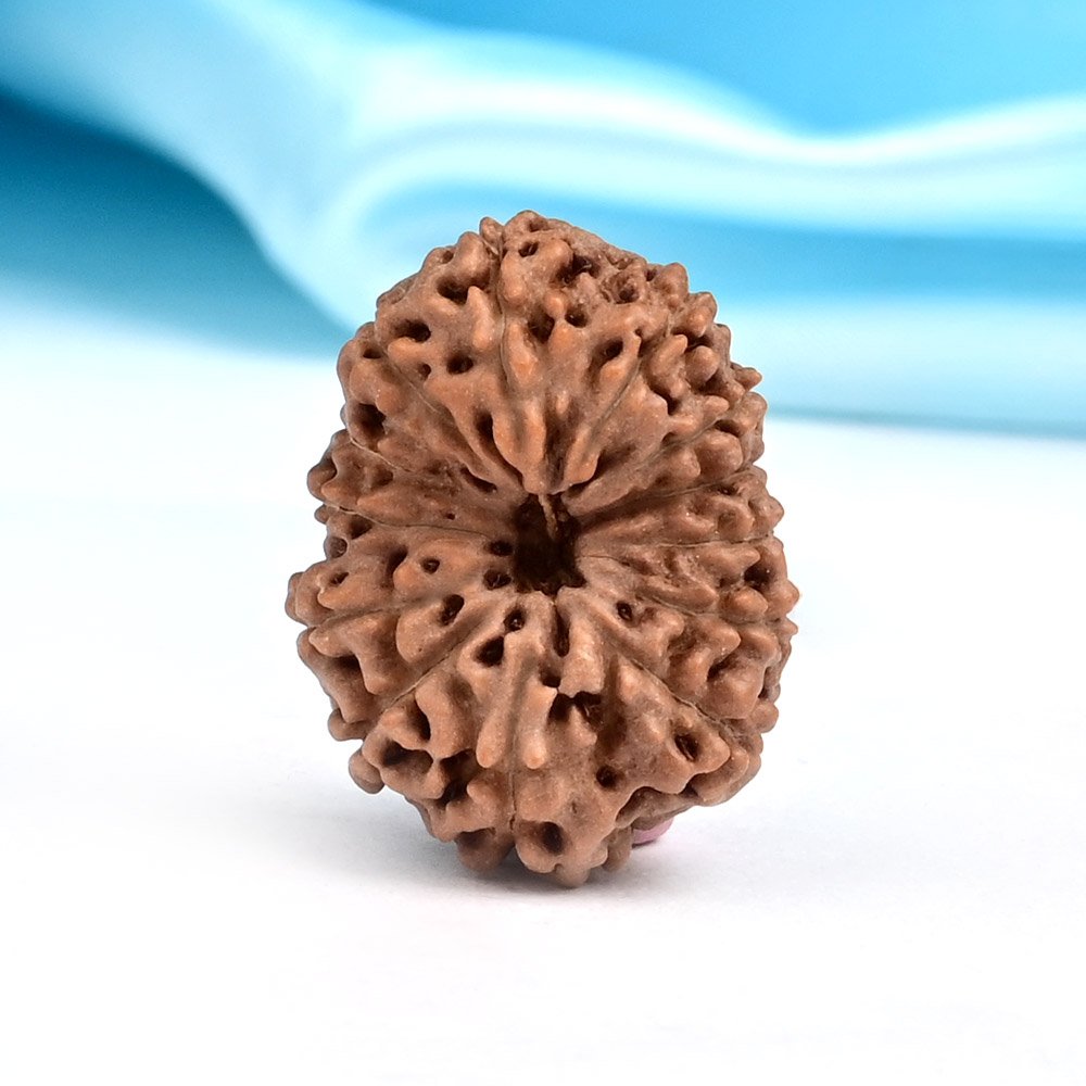 Collector 13 Mukhi from Java Indonesia - CLXXXIII