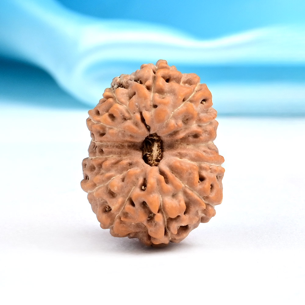 Collector 13 Mukhi from Java Indonesia - CLXXXIV