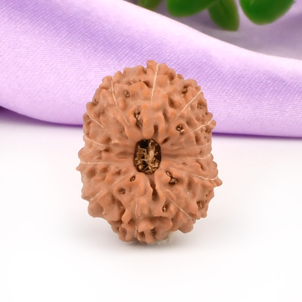 Collector 13 Mukhi from Java Indonesia - CLXXXV