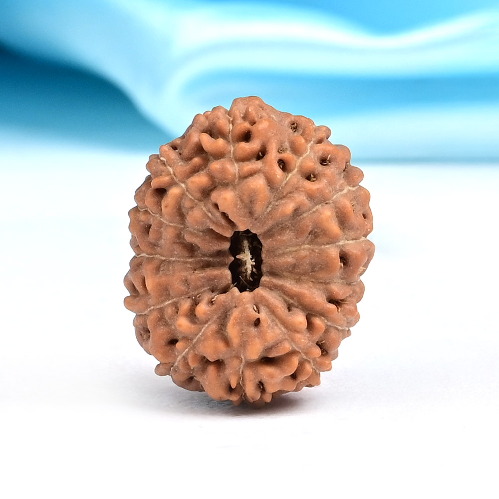 Collector 13 Mukhi from Java Indonesia - CLXXXVI