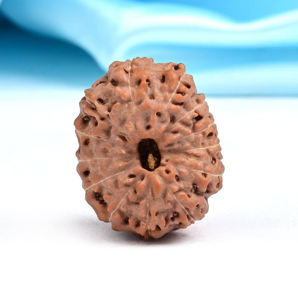 Collector 13 Mukhi from Java Indonesia - CLXXXVIII