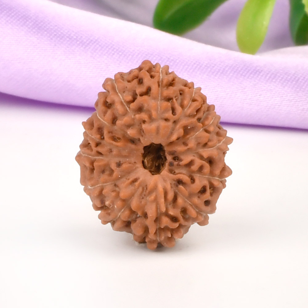 Collector 13 Mukhi from Java Indonesia - CLXXXIX