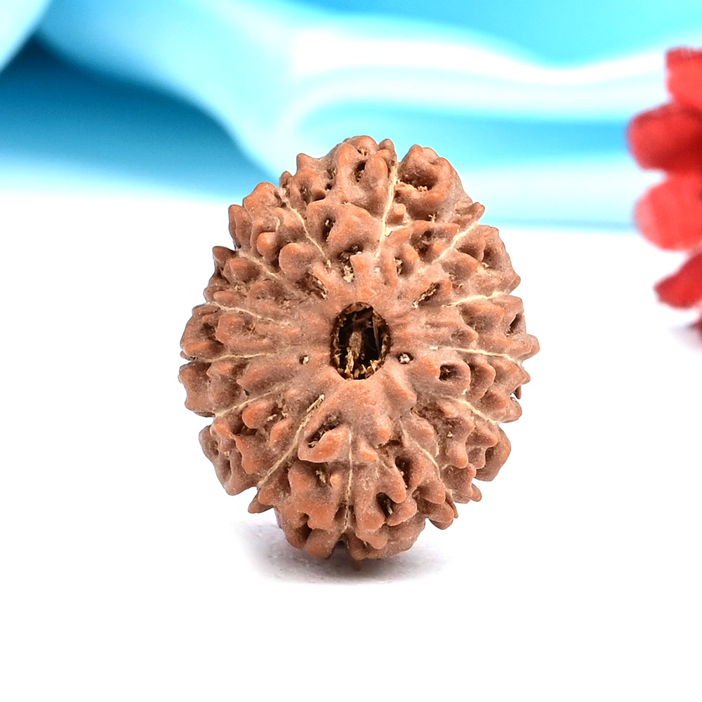 Collector 13 Mukhi from Java Indonesia - CCII