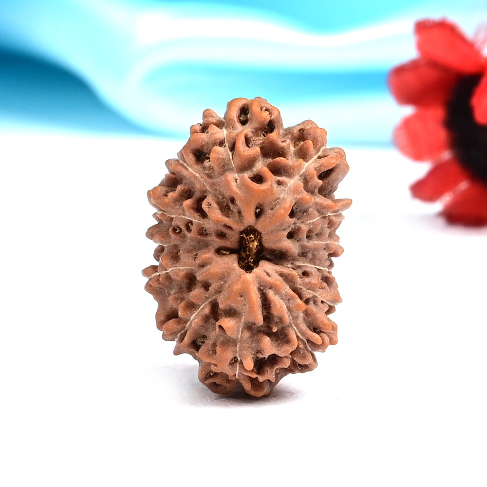 Collector Thirteen Mukhi from Java Indonesia