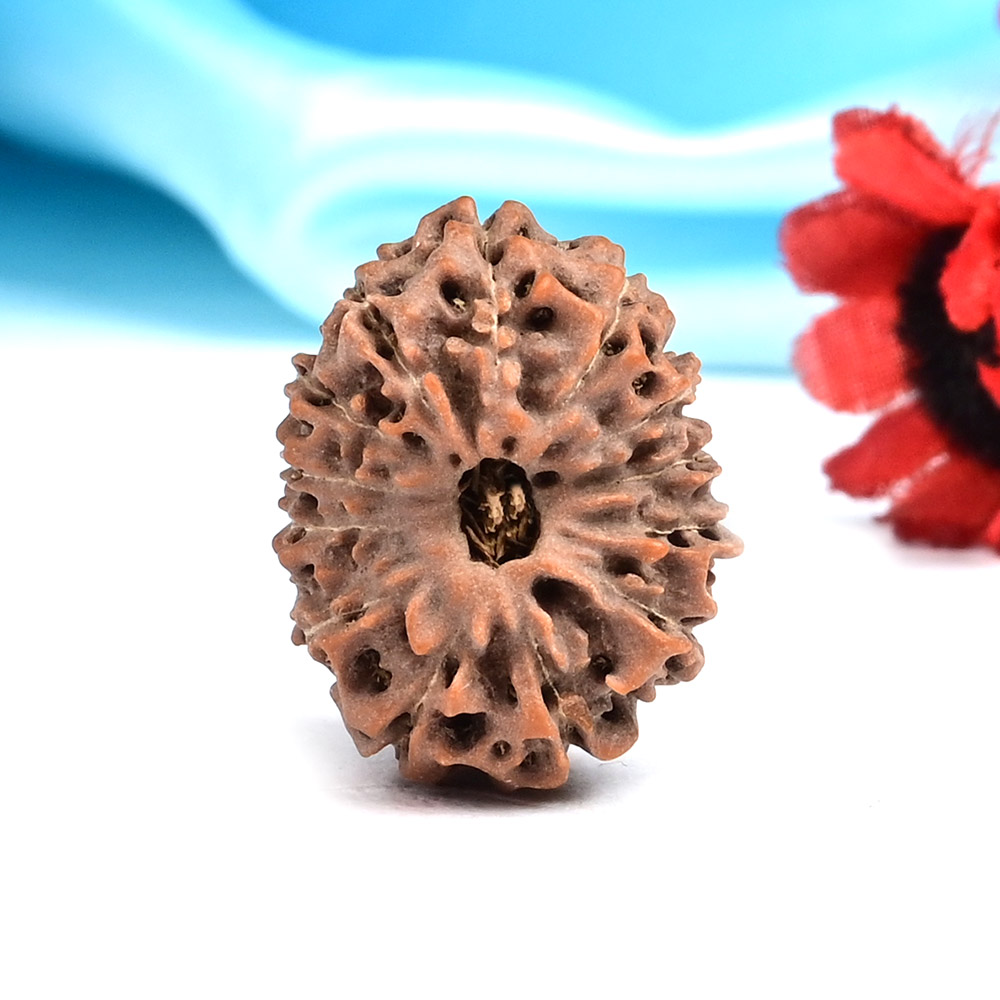 Collector 13 Mukhi from Java Indonesia - CCIV