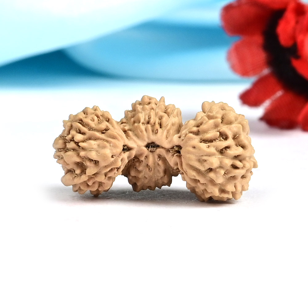 Collector 21 mukhi Javanese Trijuti - I
