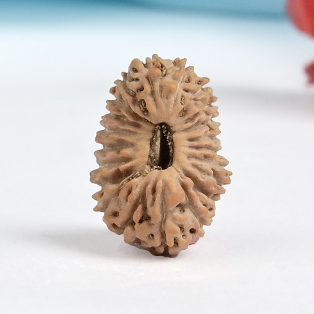 21 mukhi from Java Indonesia Small - XXI