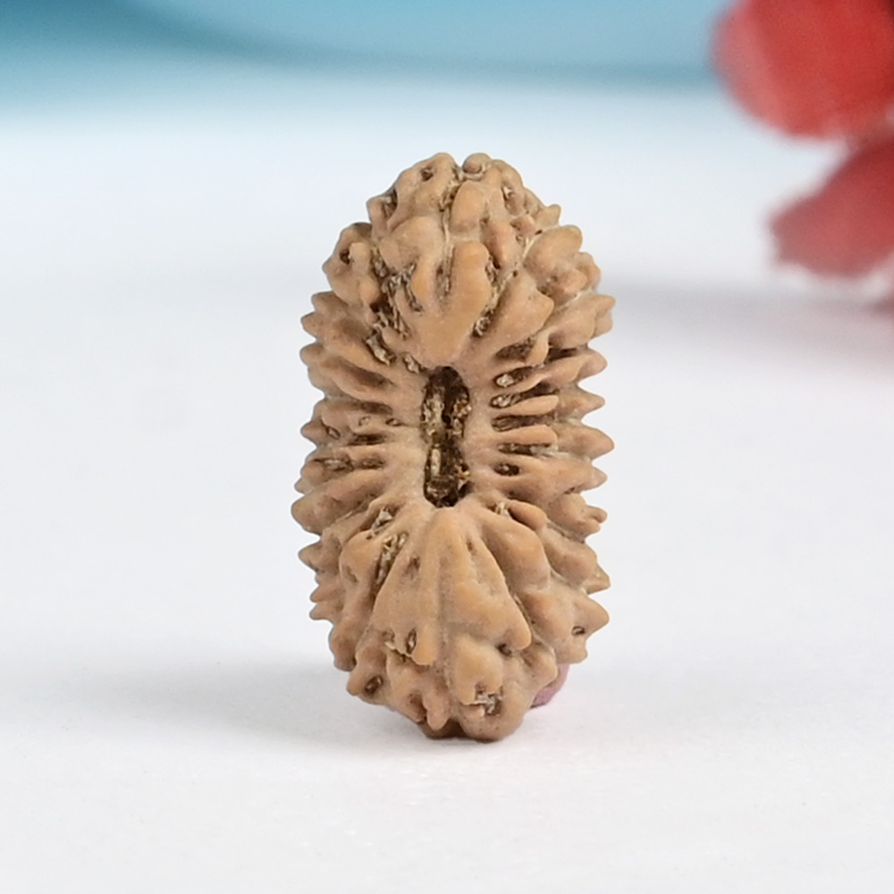 21 mukhi from Java Indonesia Small - XXII