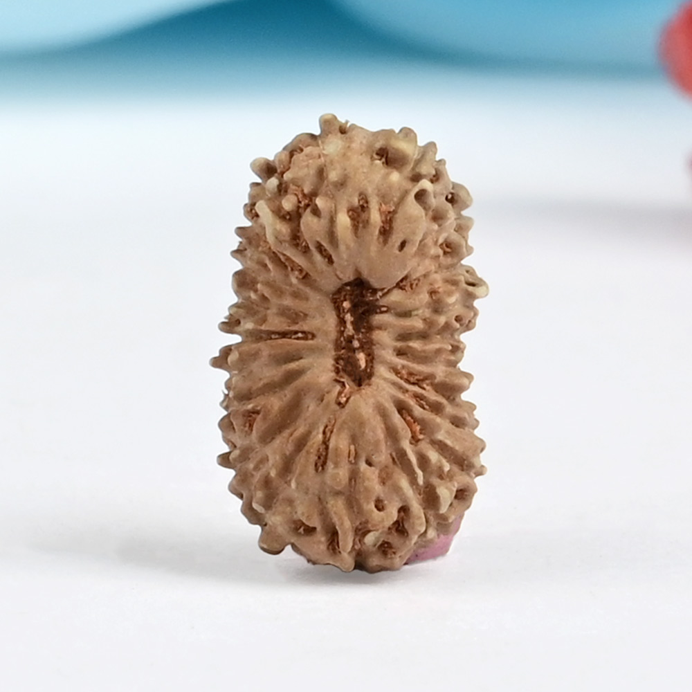 21 mukhi from Java Indonesia - XI