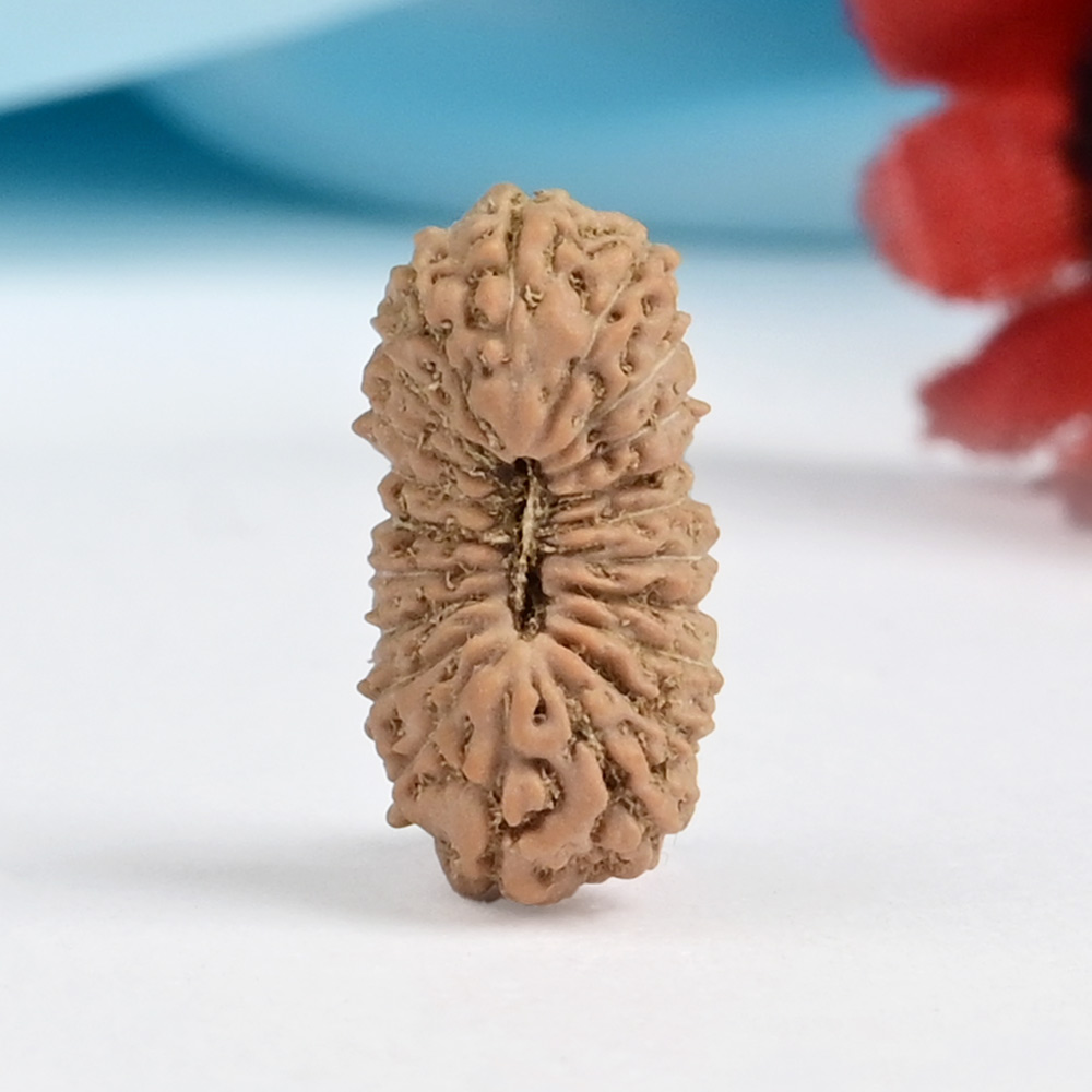  21 mukhi from Java Indonesia - XII