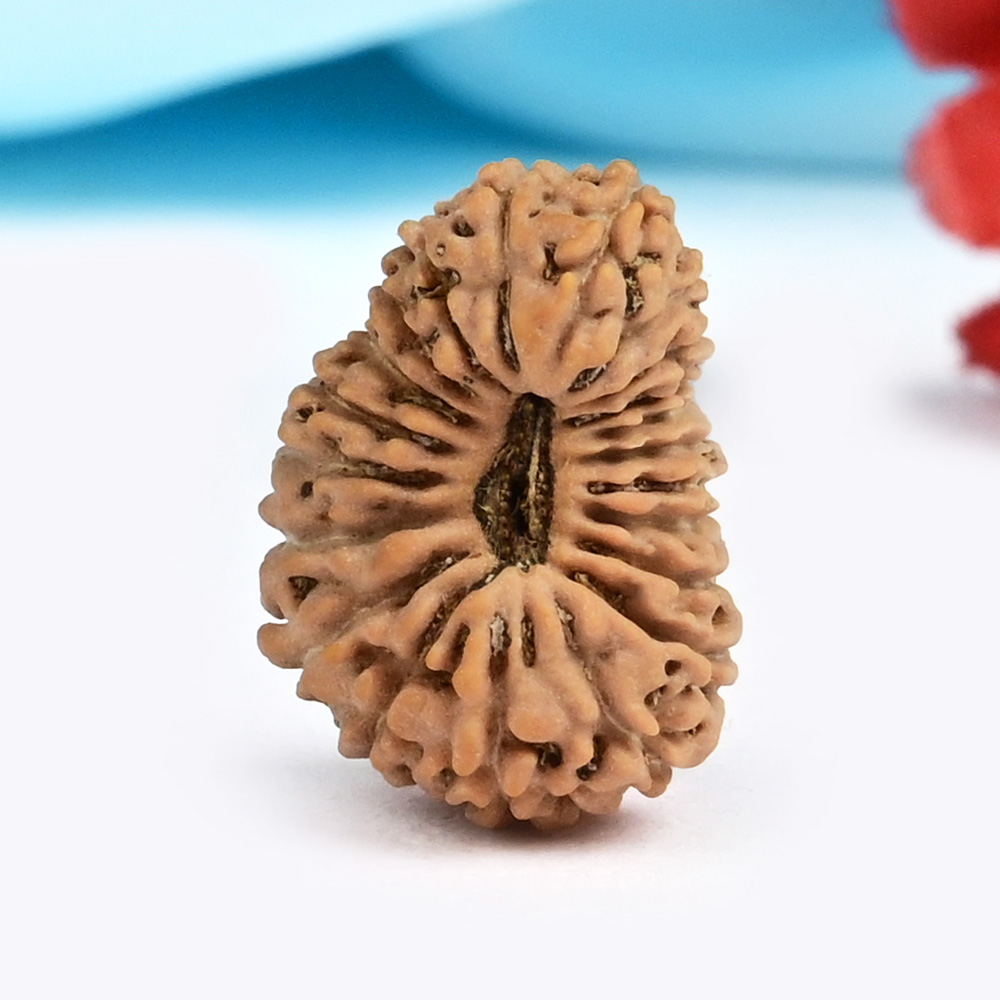 21 mukhi from Java Indonesia - XIV