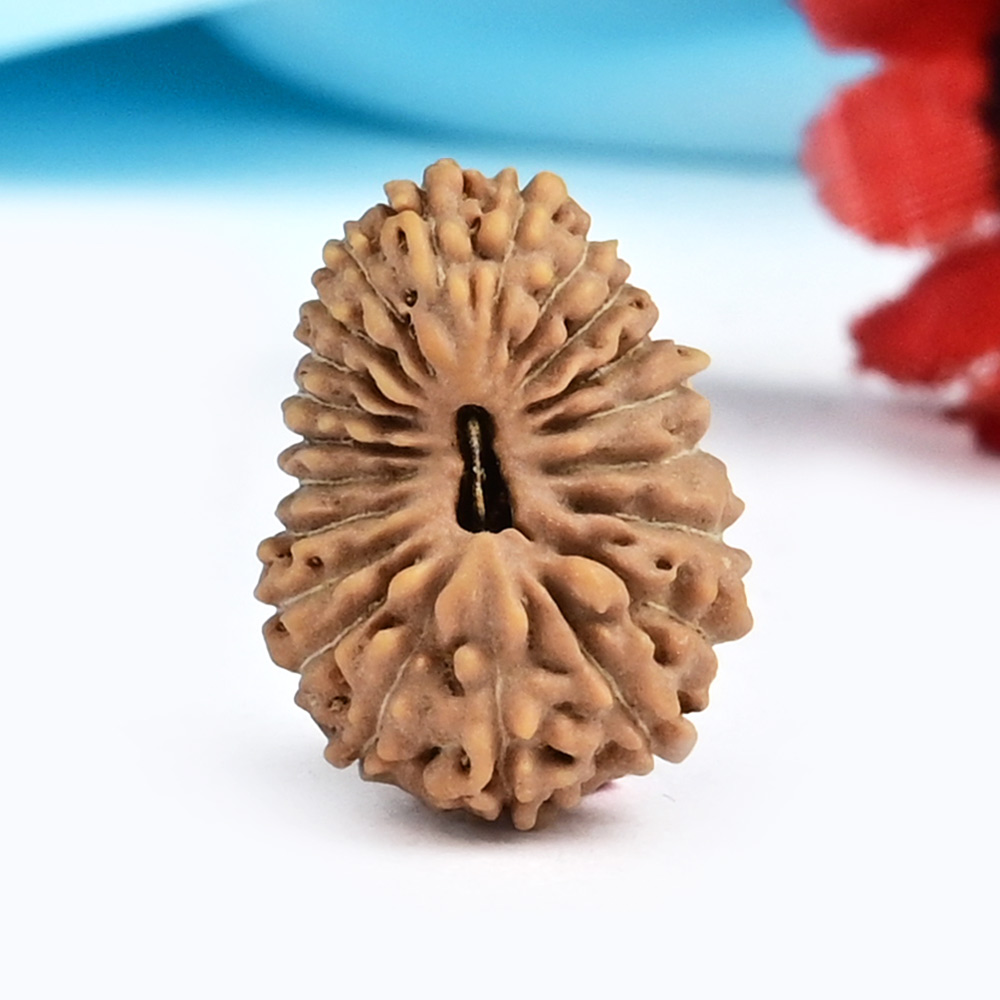 21 mukhi from Java Indonesia - XV