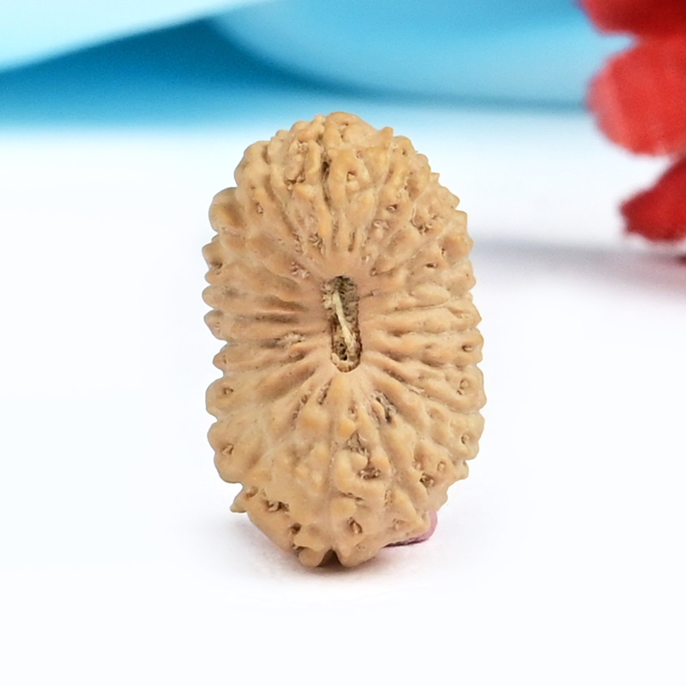 21 mukhi from Java Indonesia Large - XXI