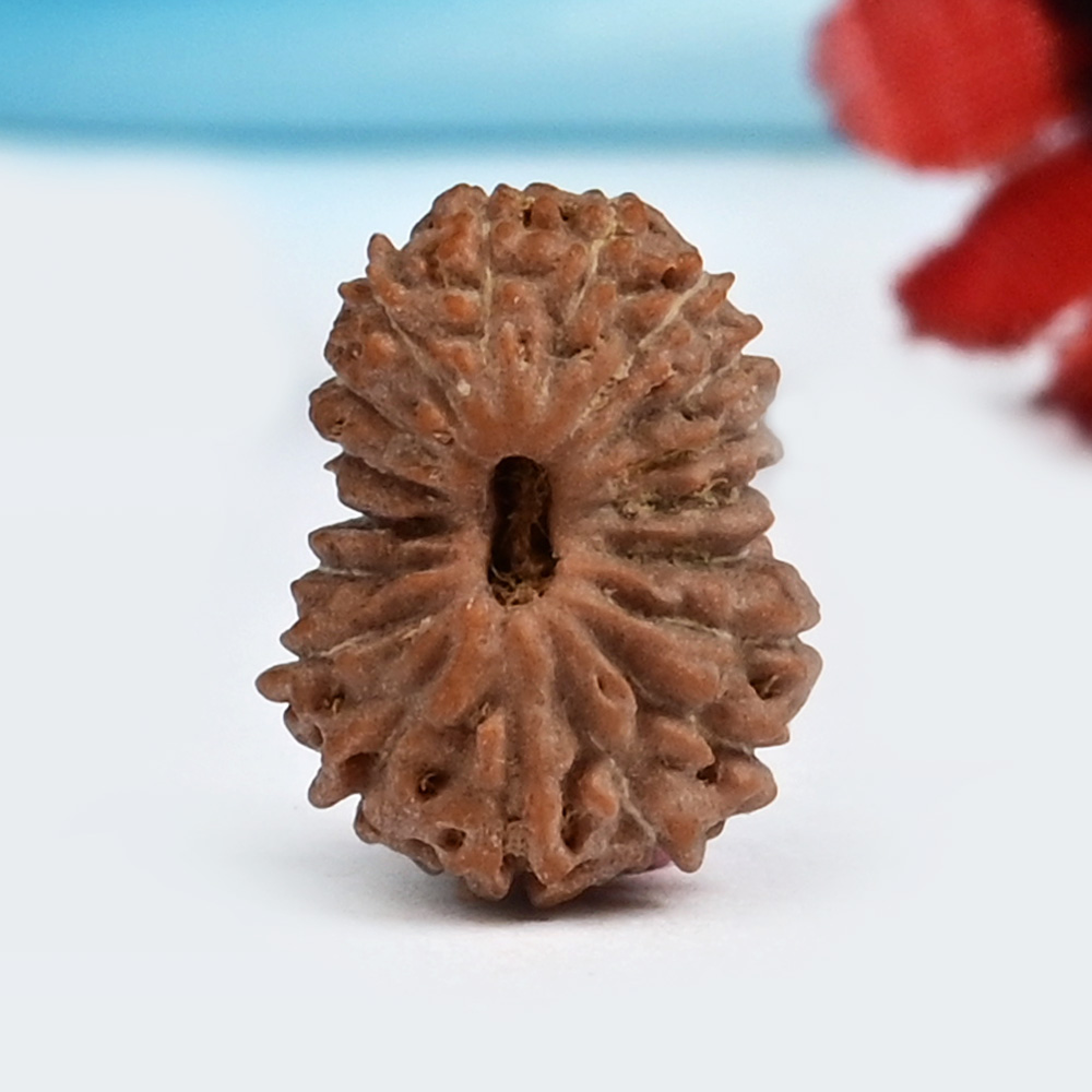 18 Mukhi from Java Indonesia Small - CCVIII