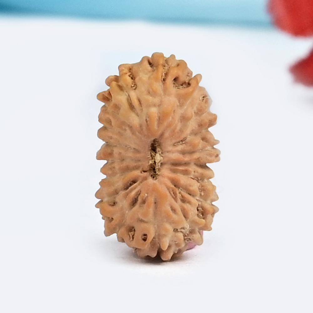 18 Mukhi from Java Indonesia Small