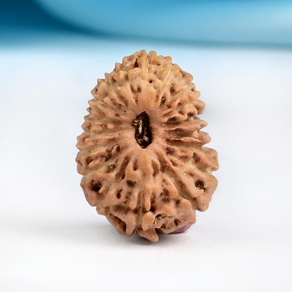 18 Mukhi from Java Indonesia Small - CCXI