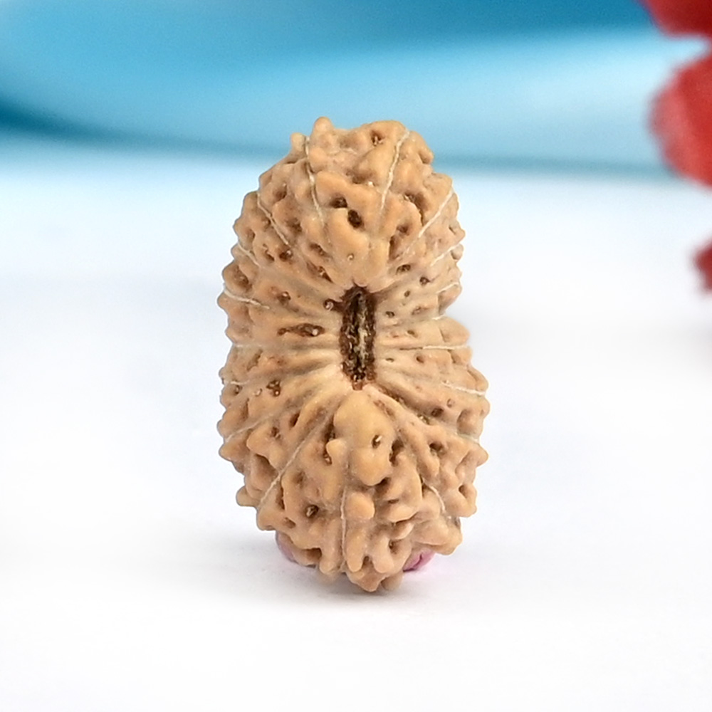 18 Mukhi from Java Indonesia Small - CCXIII